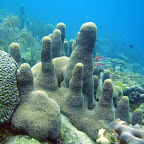 Caraïbes coraux, éponges